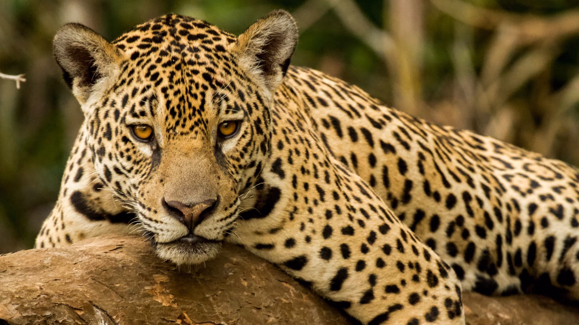 Chapada, Nobres and Pantanal: A Wild Adventure